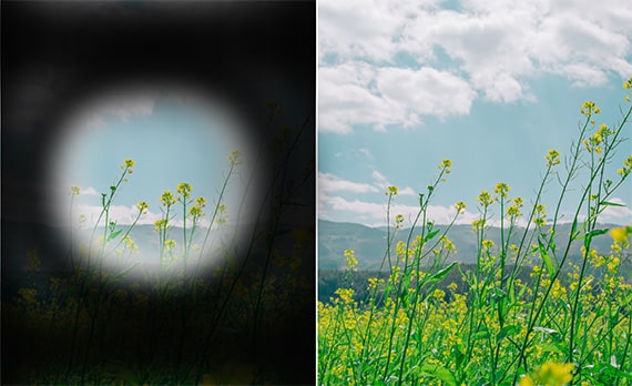 With and without glaucoma view of flowers in a field